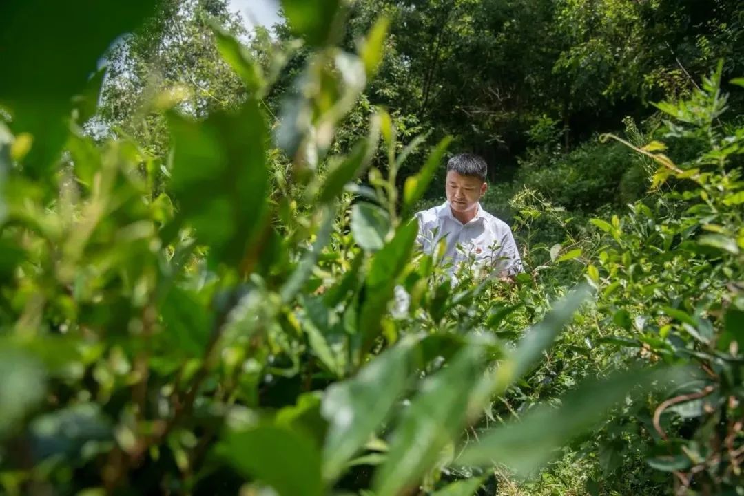 墟落振兴 - yl23455永利